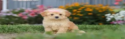 Maltipoo dogs for sale: Haven - Ad 7