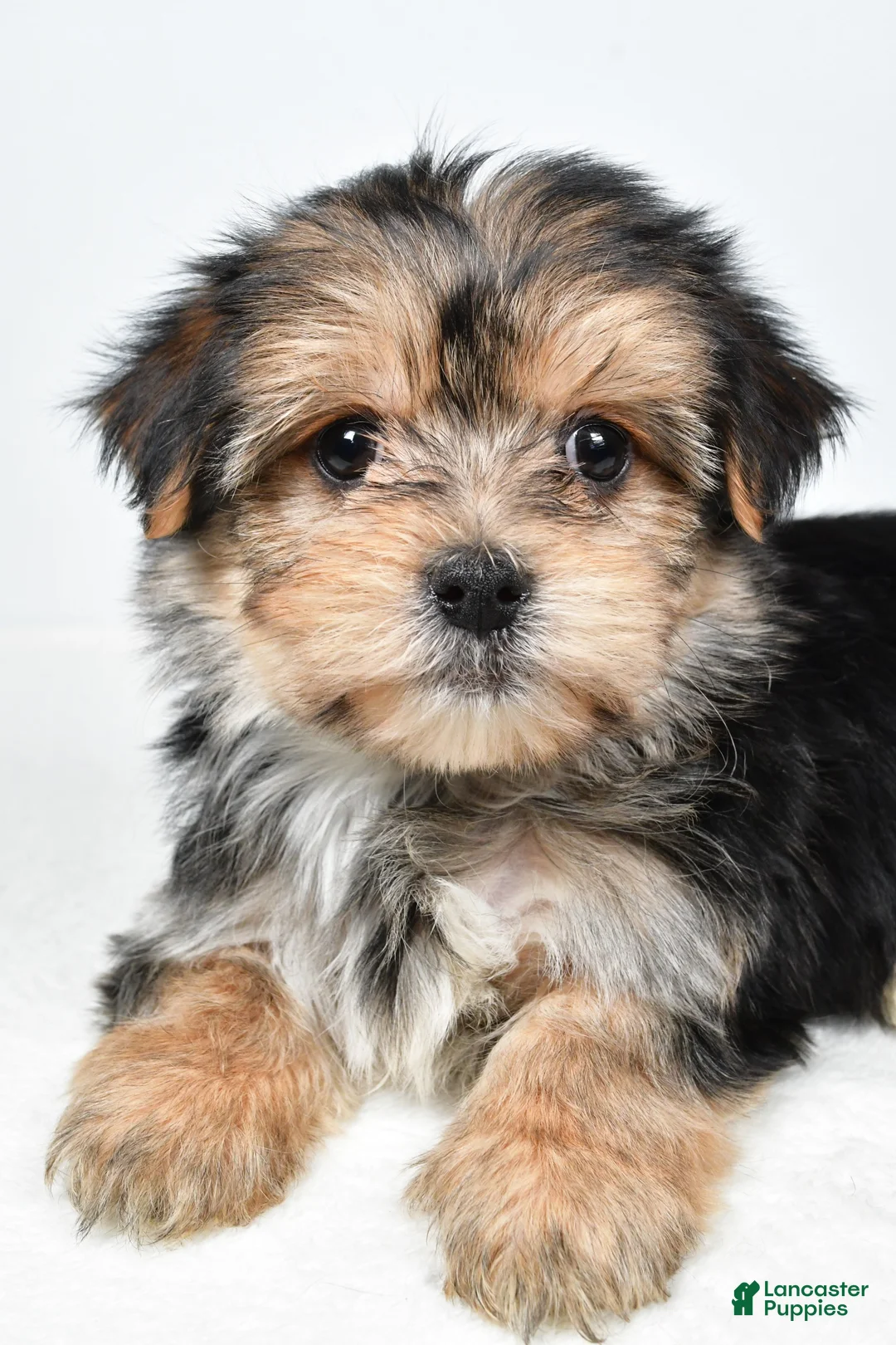 Morkie dogs for sale: Roxy - Ad 3