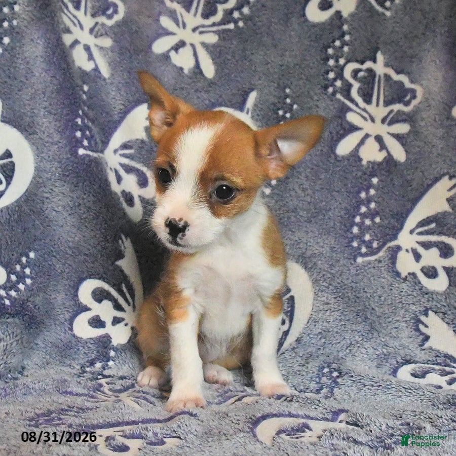 Mixed Breed dogs Dumplin  - Ad 2