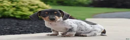Miniature Dachshund dogs for sale: Yoyo - Ad 3