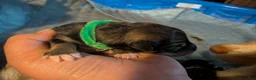 Mixed Breed dogs for sale: Green collar  - Ad 2