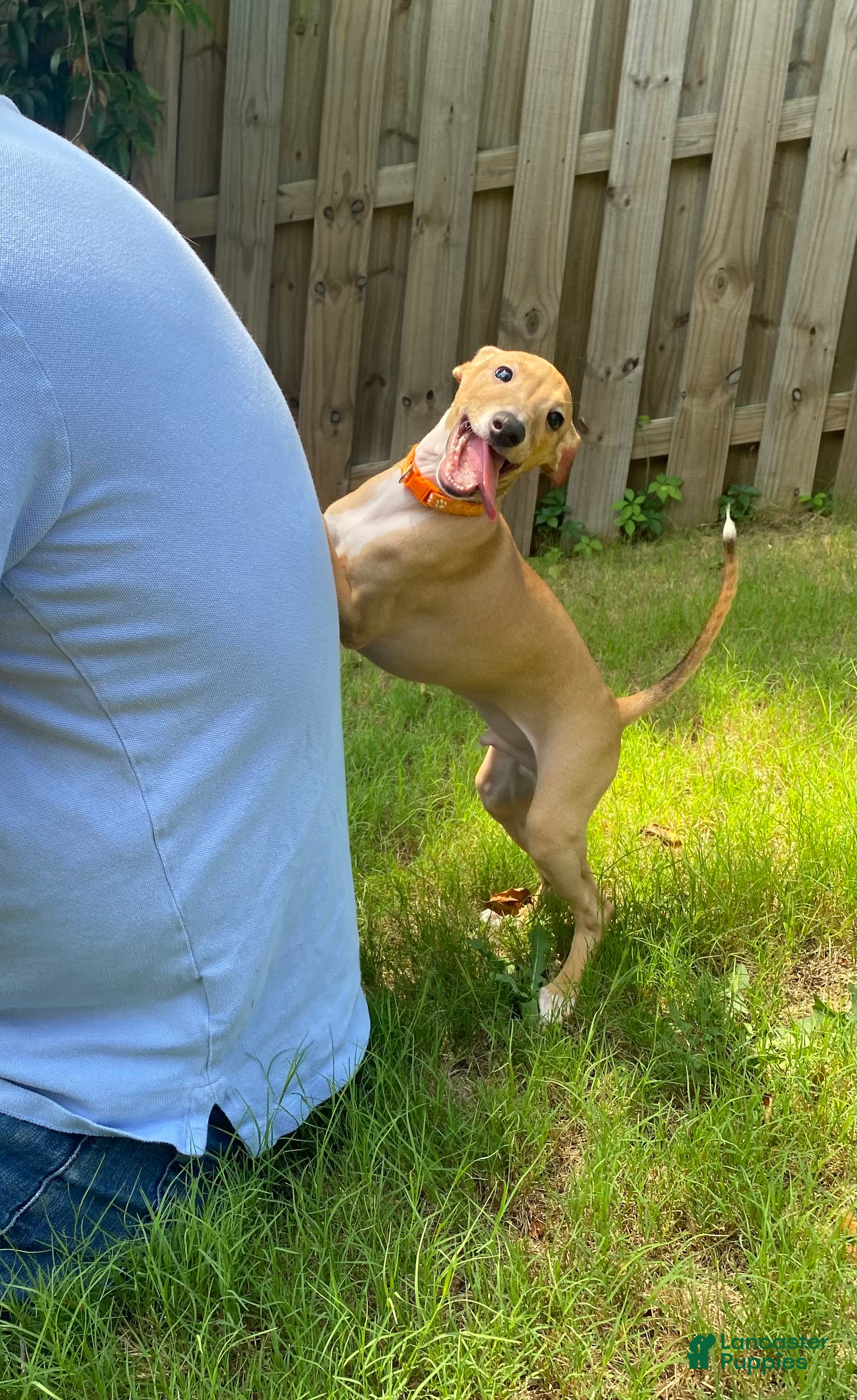 Italian Greyhound dogs Mr Orange - Ad 1