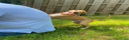Italian Greyhound dogs for sale: Mr Orange - Ad 1