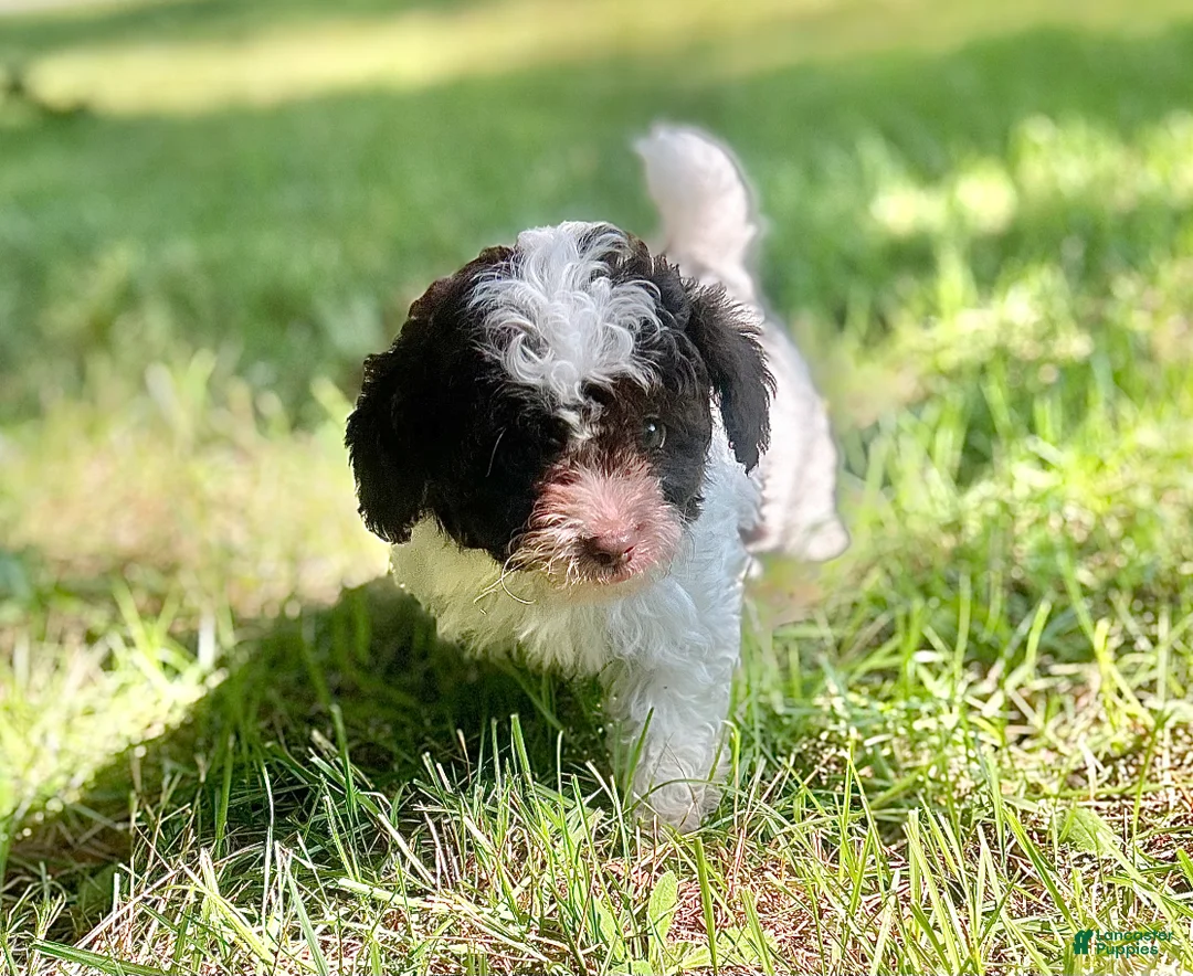 Cavapoo dogs for sale: Smores - Ad 2