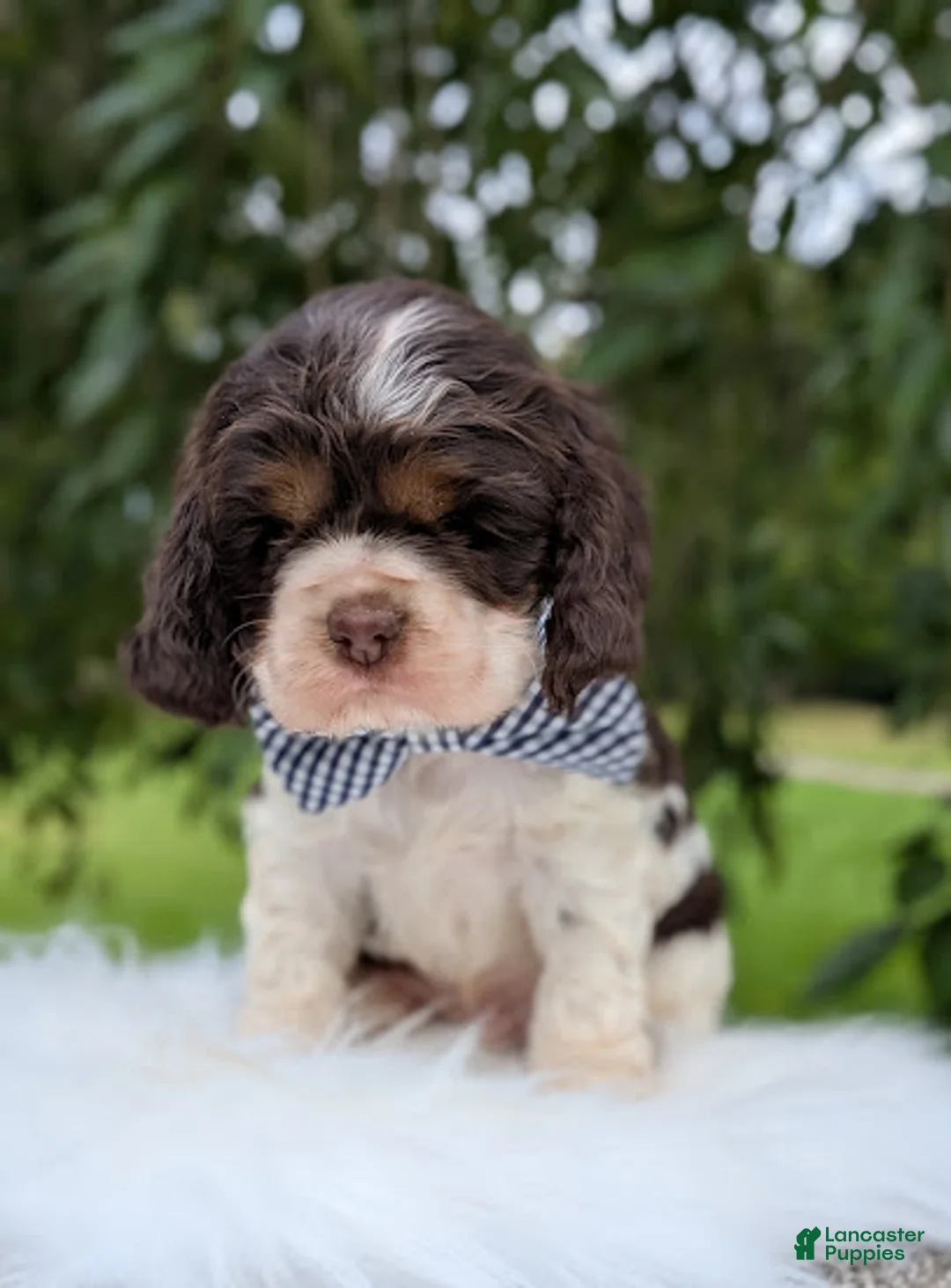Cocker Spaniel dogs for sale: Dash - Ad 7