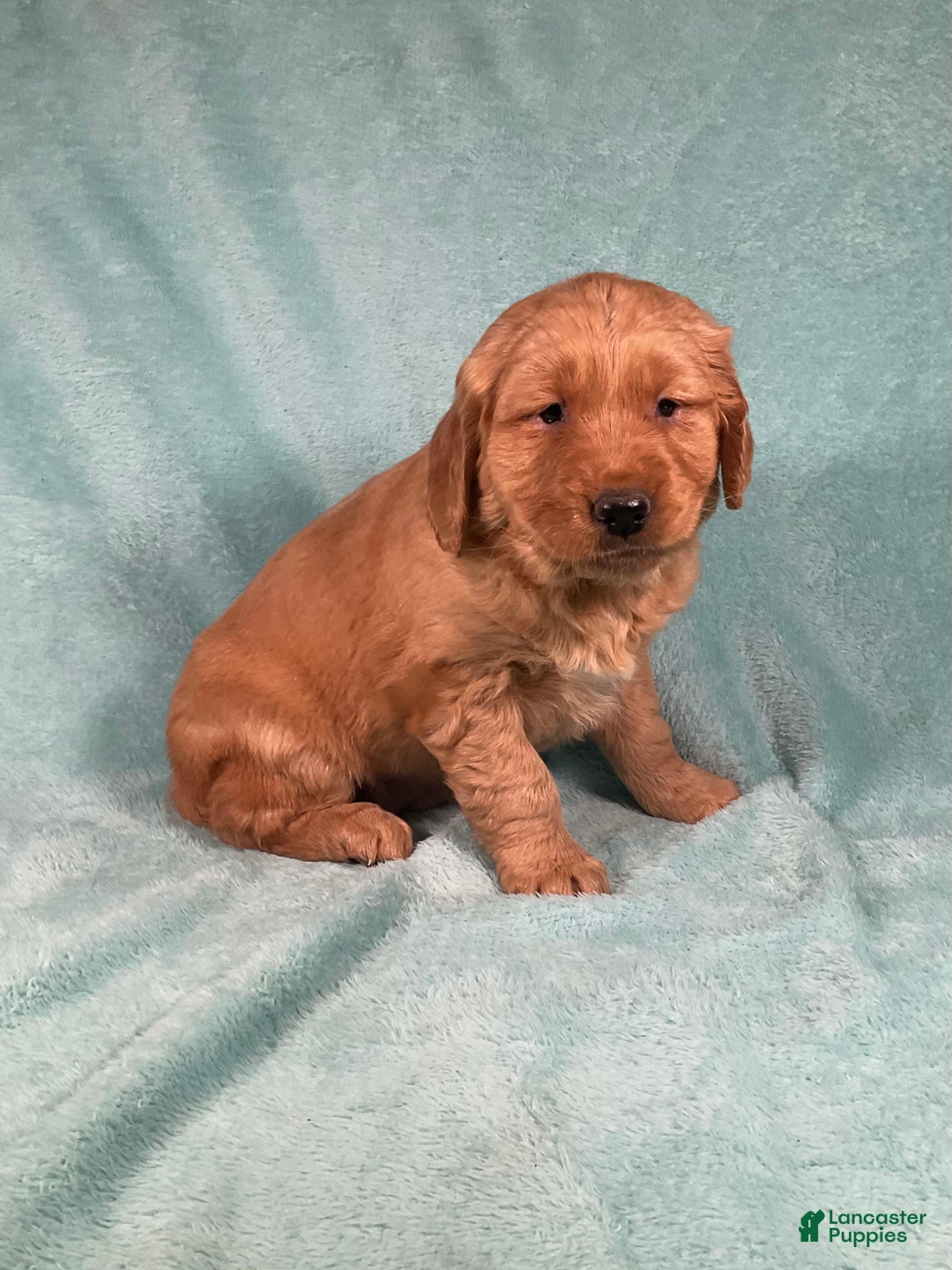 Golden Retriever dogs for sale: Lacey  - Ad 4
