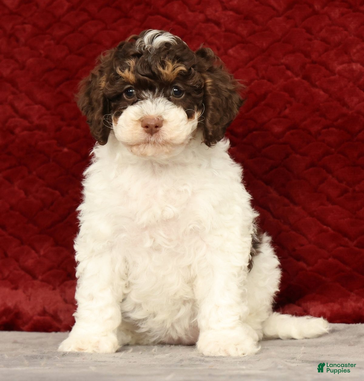 Cavapoo dogs for sale: Winnie - Ad 2