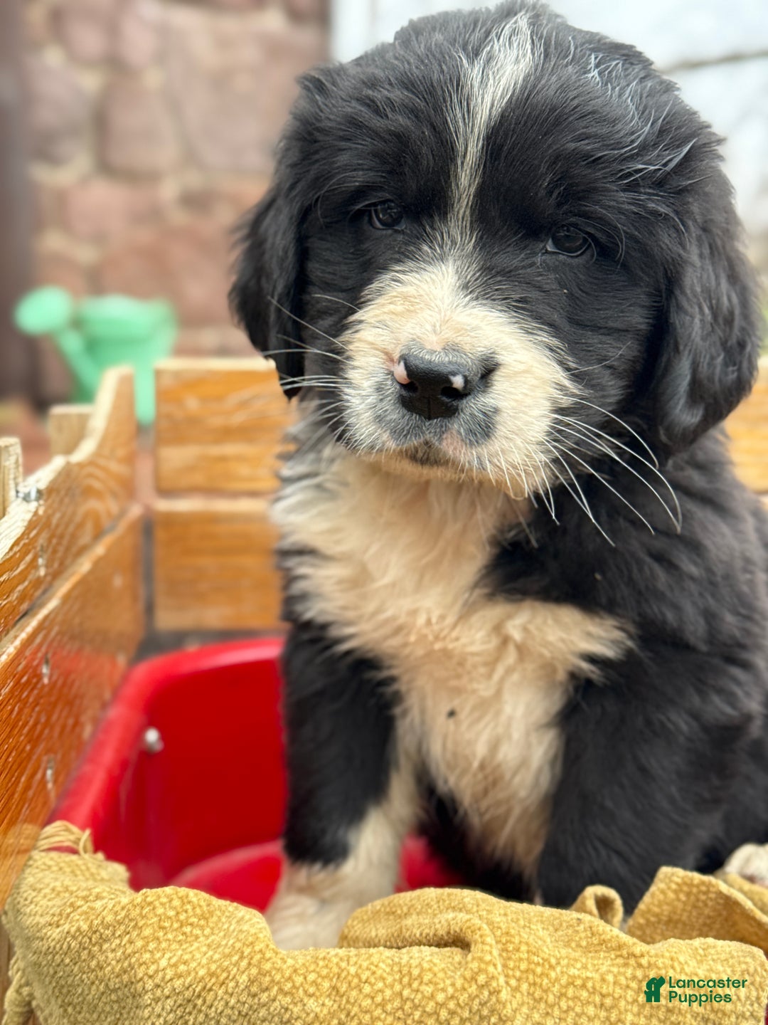 Mixed Breed dogs for sale: Walter - Ad 10