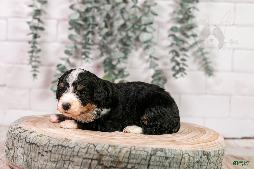 Bernedoodle dogs for sale: Torch - Ad 9