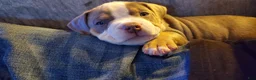 American Bully dogs for sale: American Bully 4 - Ad 20