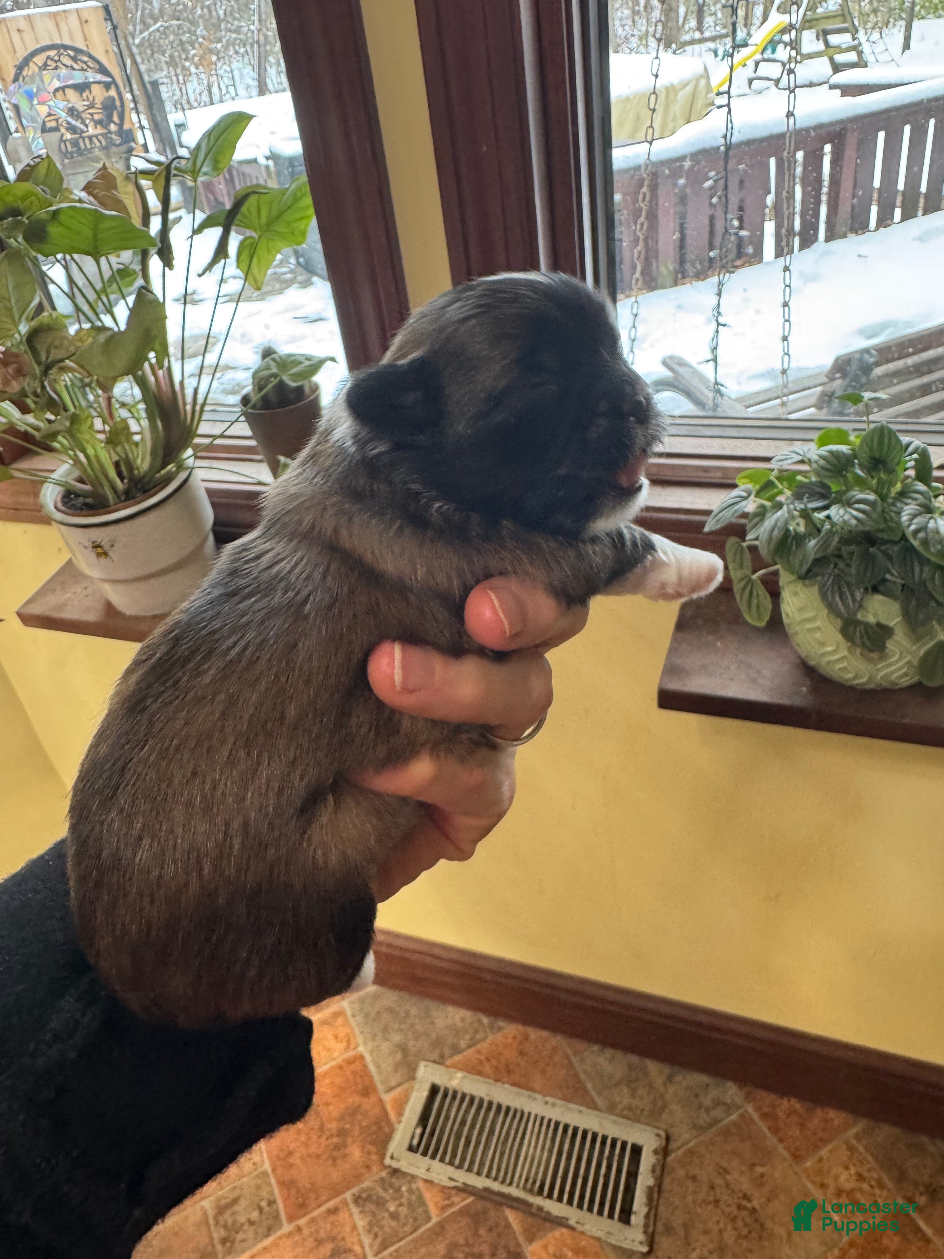 Shih Tzu dogs Barbie - Ad 12