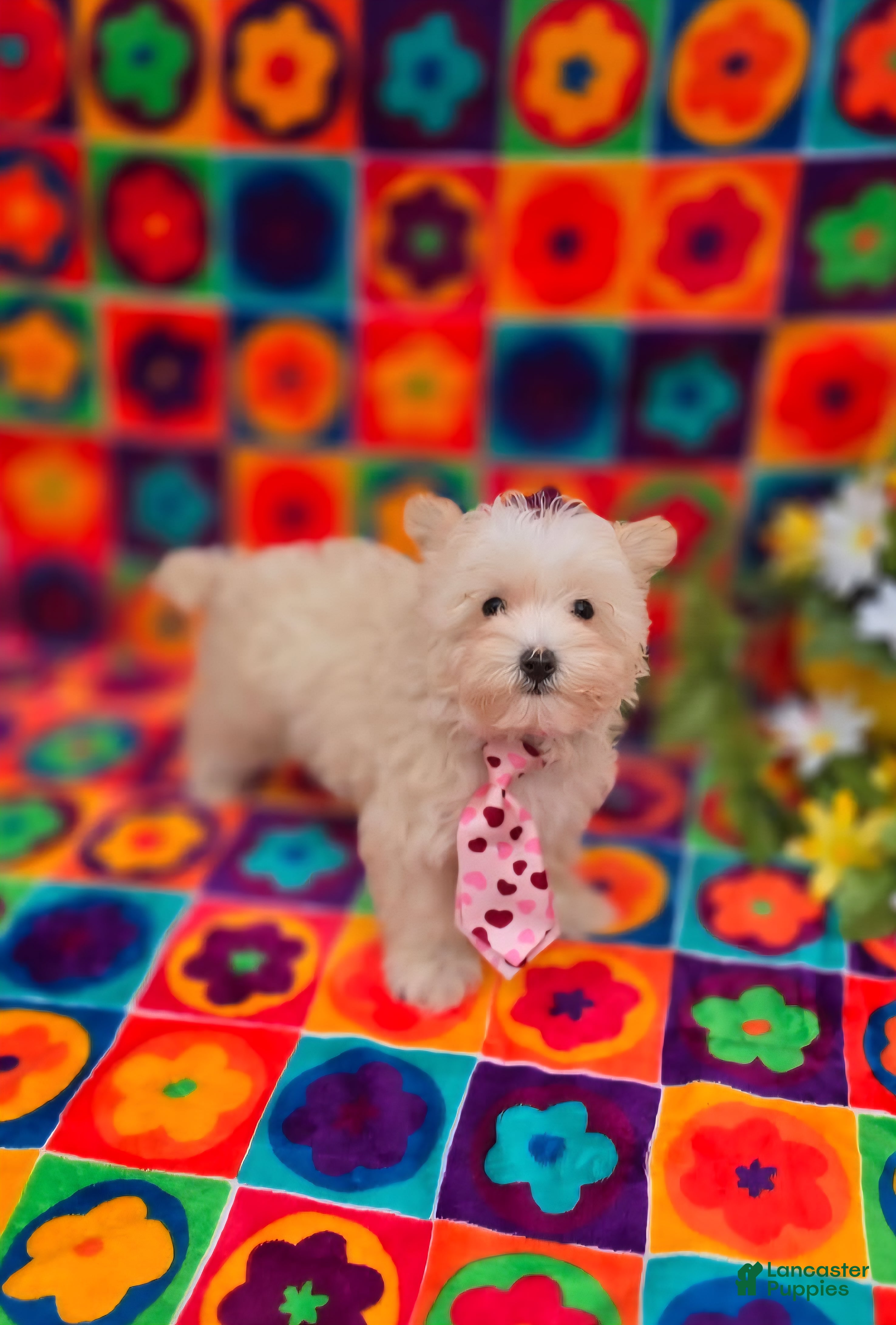 Maltipoo dogs Ice - Ad 2