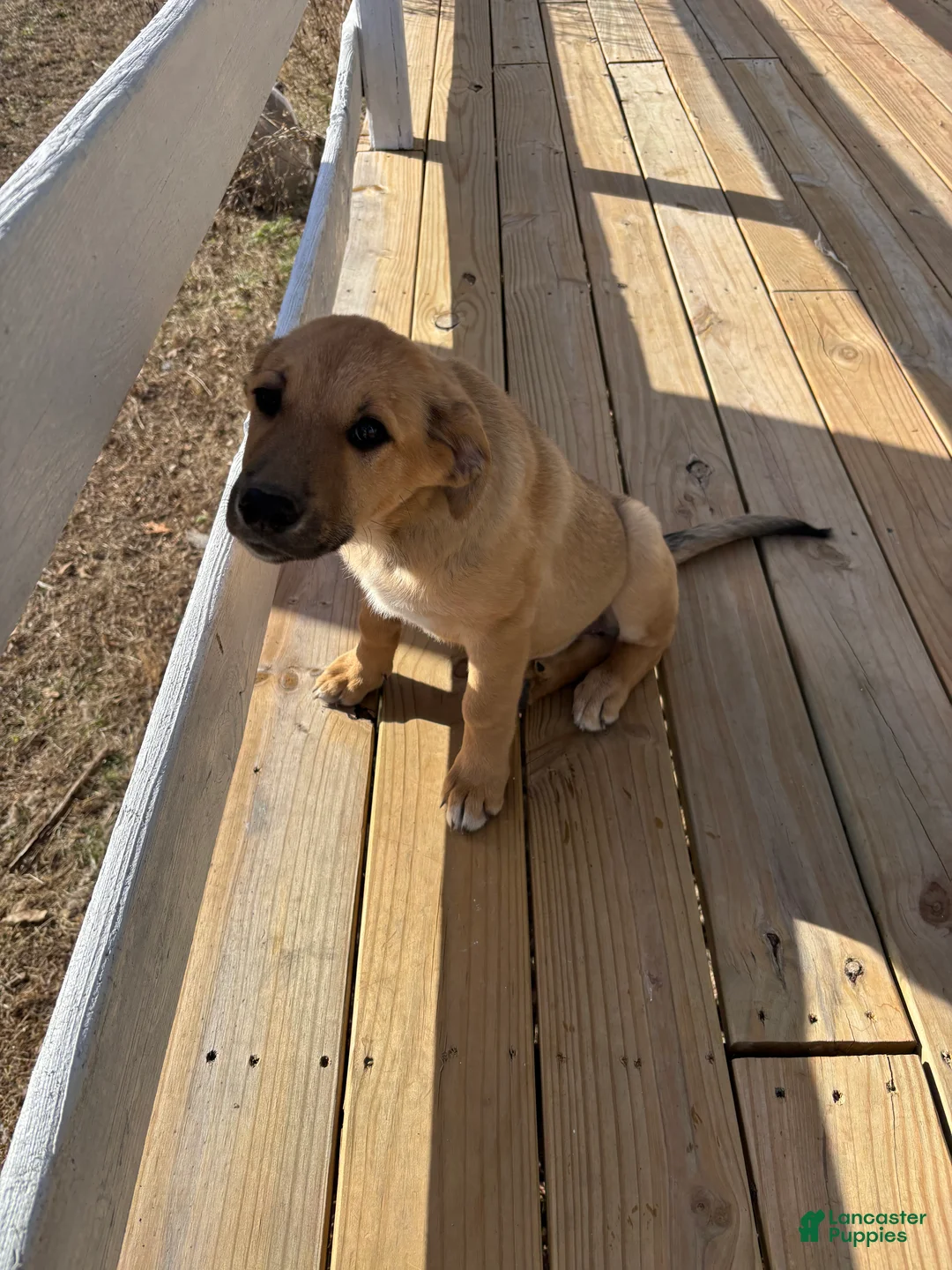 Mixed Breed dogs for sale: Athena and Hera  - Ad 2