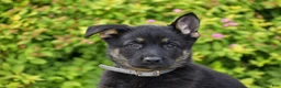 German Shepherd dogs for sale: Rex - Ad 2