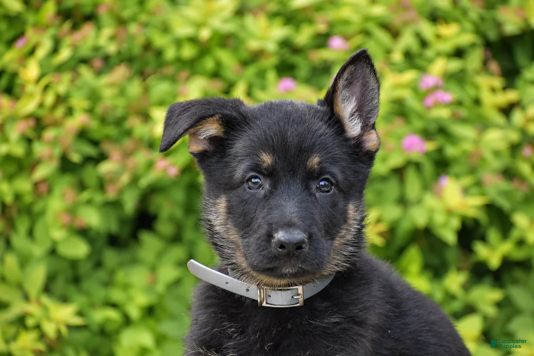 German Shepherd dogs for sale: Rex - Ad 2
