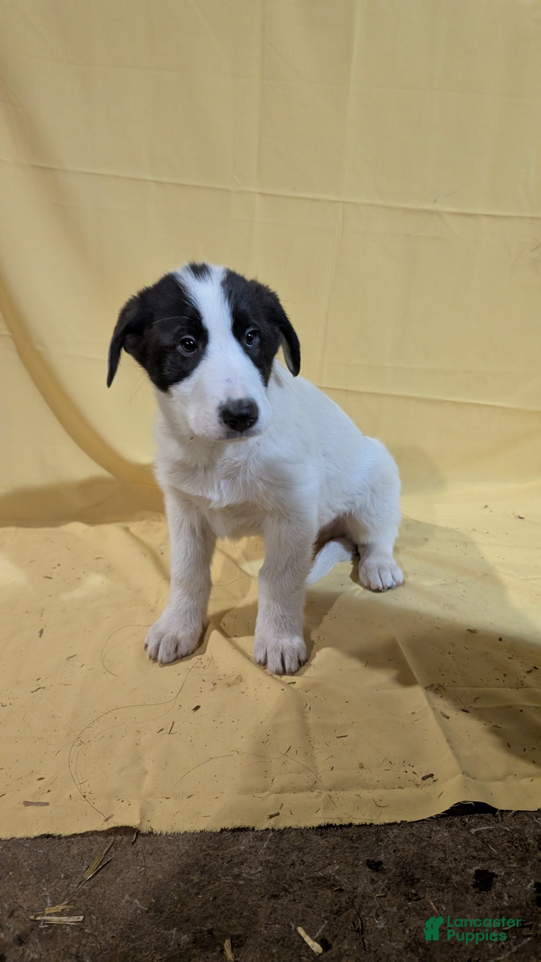 Mixed Breed dogs for sale: Mixed Breed Puppy 3 - Ad 1
