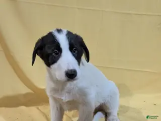 Mixed Breed dogs Mixed Breed Puppy 3 - Ad 42