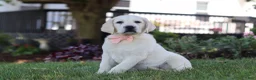 Labrador Retriever dogs for sale: Sally - Ad 4