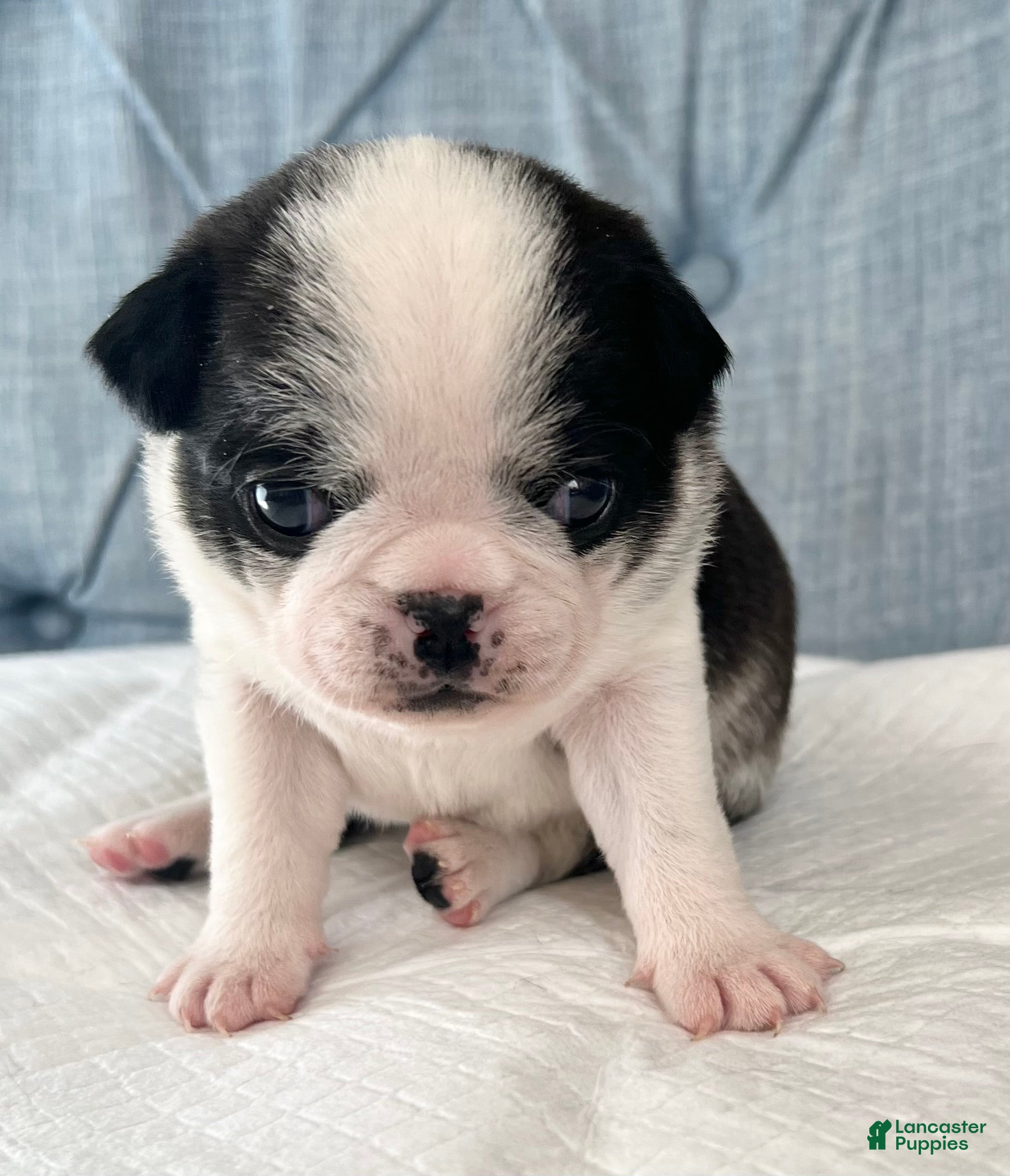 Pug dogs Panda black/white hirl - Ad 3