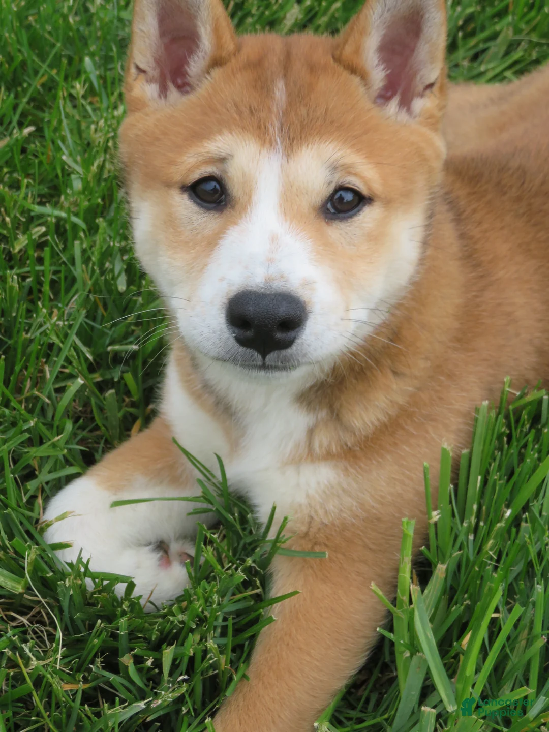 Shiba Inu dogs for sale: Bradon  - Ad 1