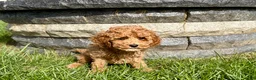 Cockapoo dogs for sale: Cockapoo female 4 - Ad 9