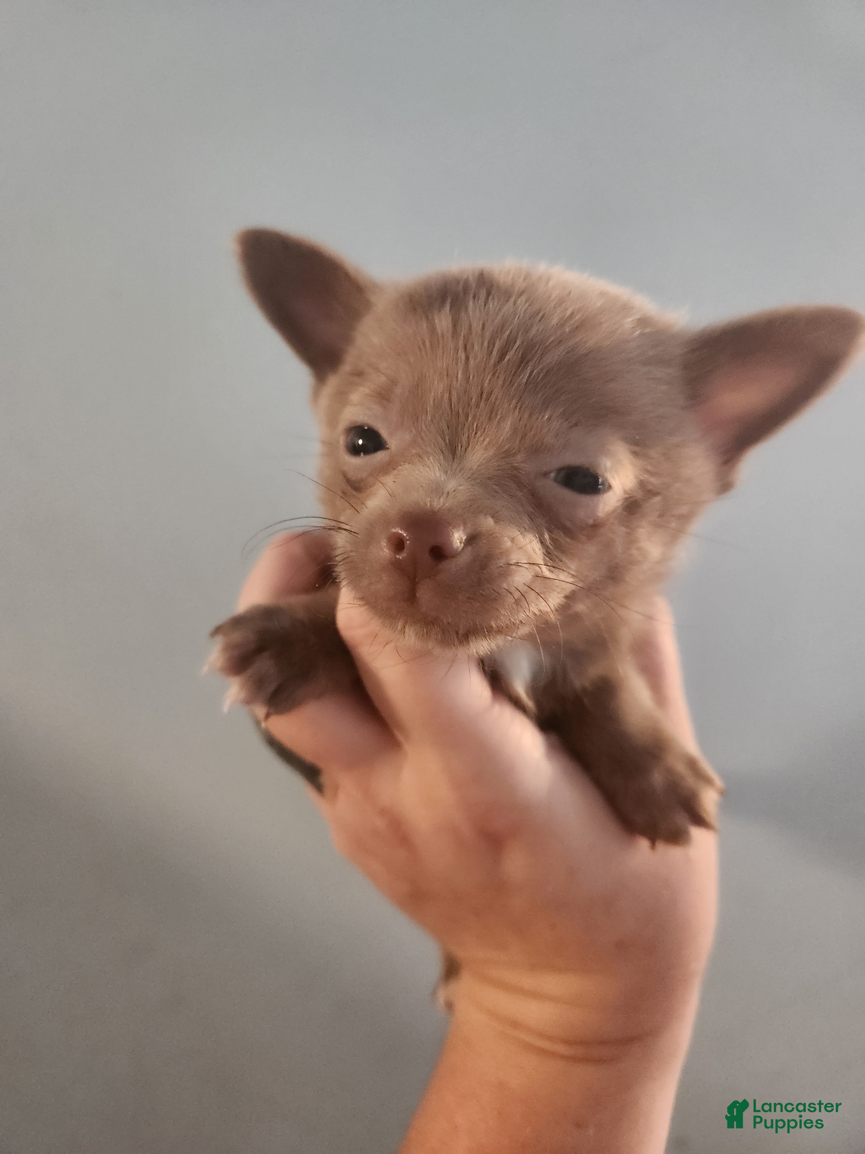 Pomchi dogs Pomchi Puppy 1 - Ad 1