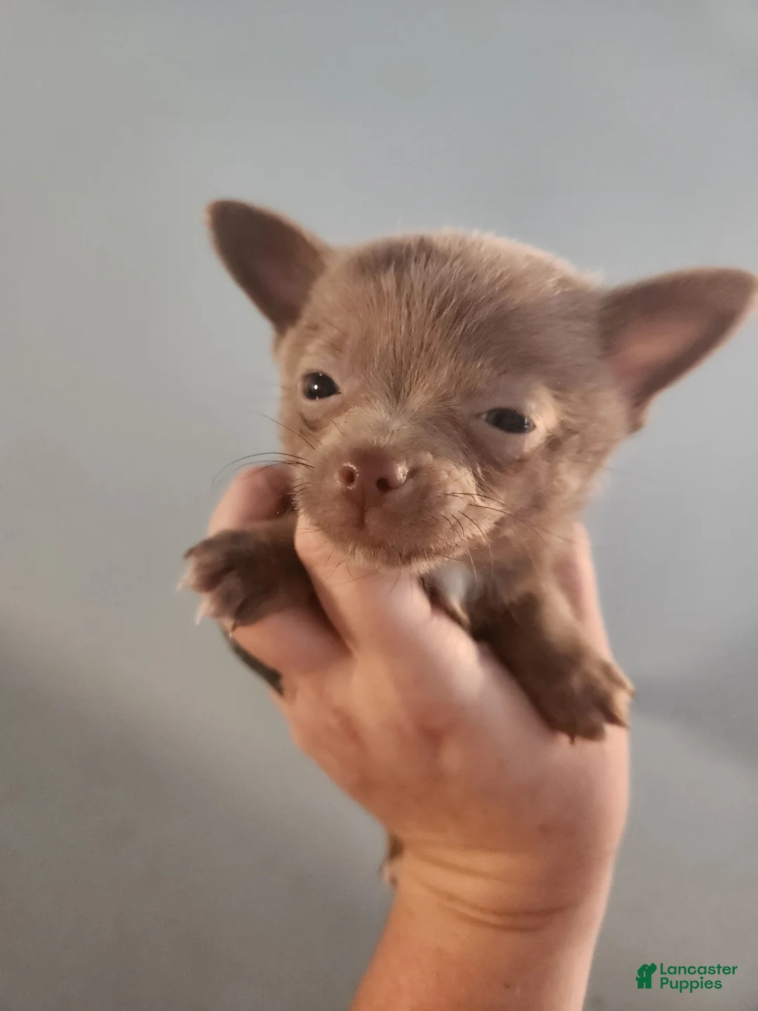 Pomchi dogs for sale: Pomchi Puppy 1 - Ad 1