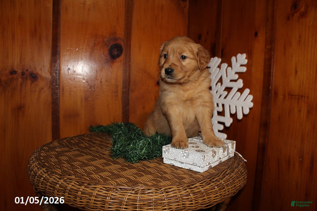 Golden Retriever dogs for sale: Sage - Ad 6