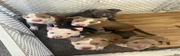 American Bully dogs for sale: American Bully Puppy 1 - Ad 3