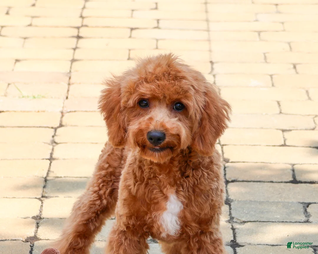 Cavapoo dogs for sale: Matilda - Ad 2