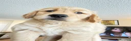 Golden Retriever dogs for sale: Golden Retriever 1 - Ad 1