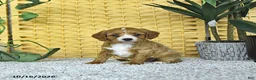 Cavapoo dogs for sale: Daisy - Ad 2