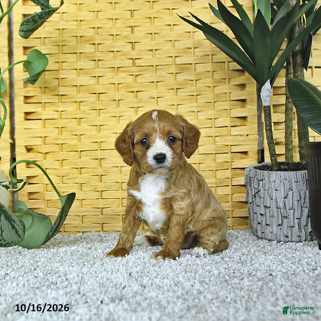 Cavapoo dogs for sale: Daisy - Ad 2