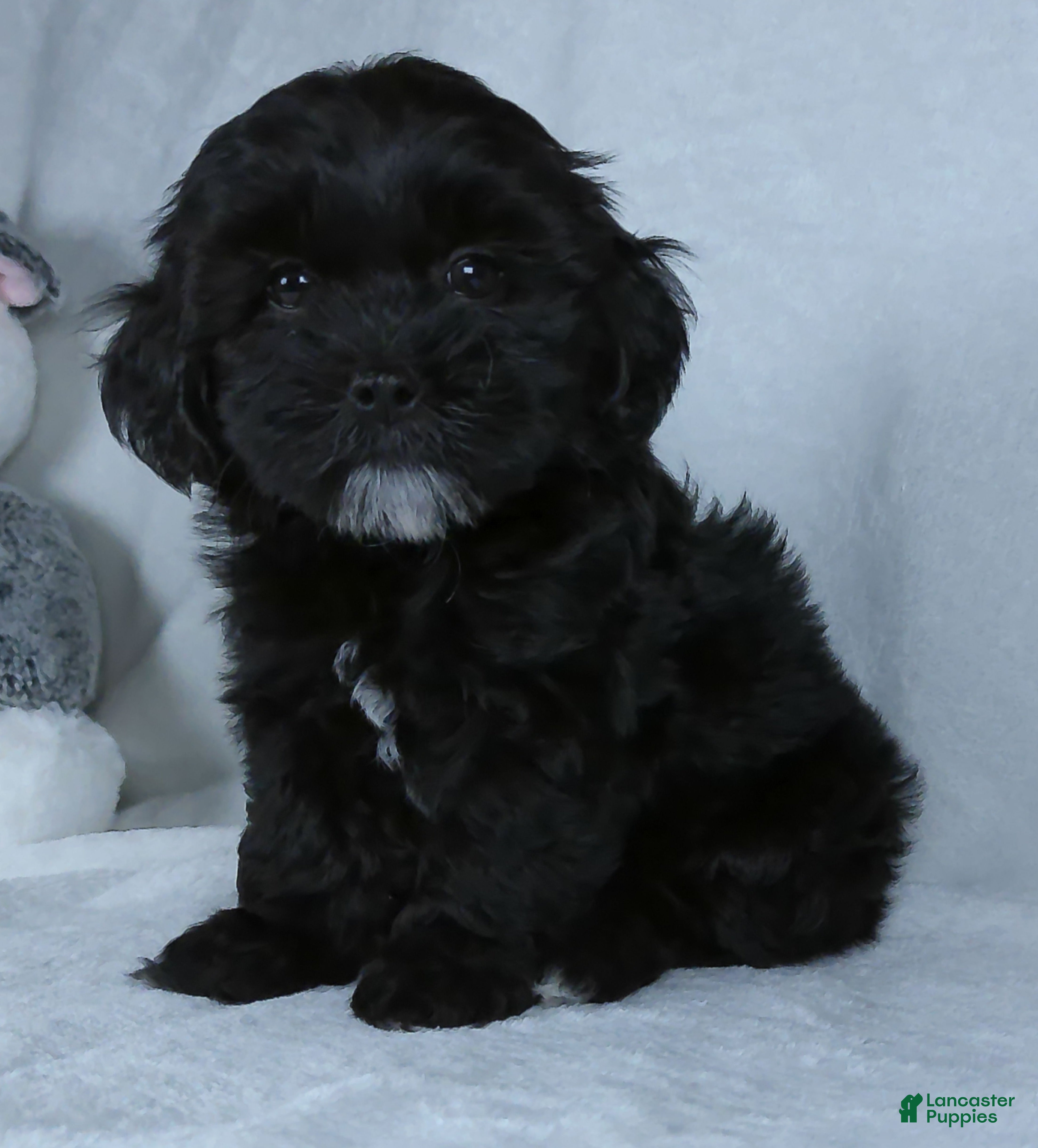 Shihpoo dogs Cookie - Ad 1