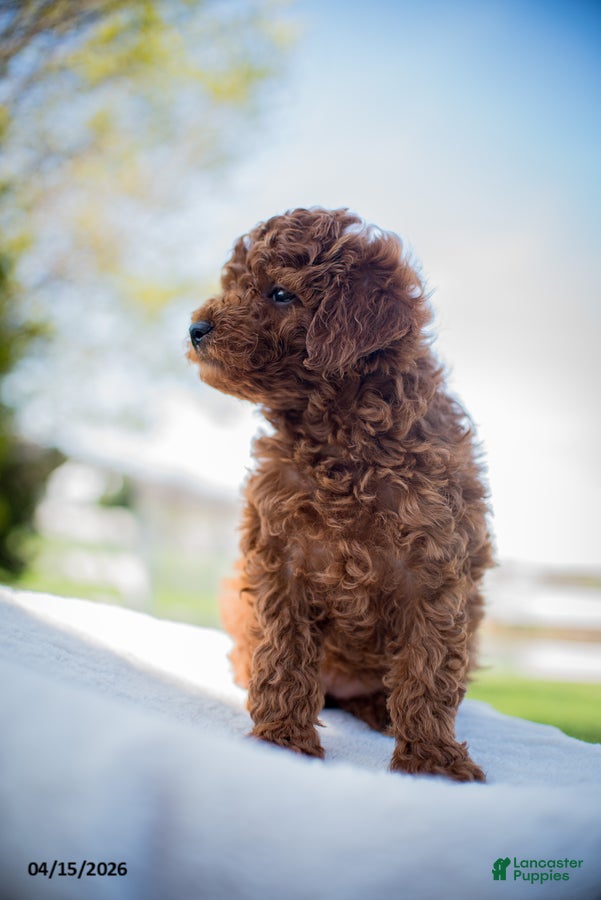 Miniature Poodle dogs Jana - Ad 2