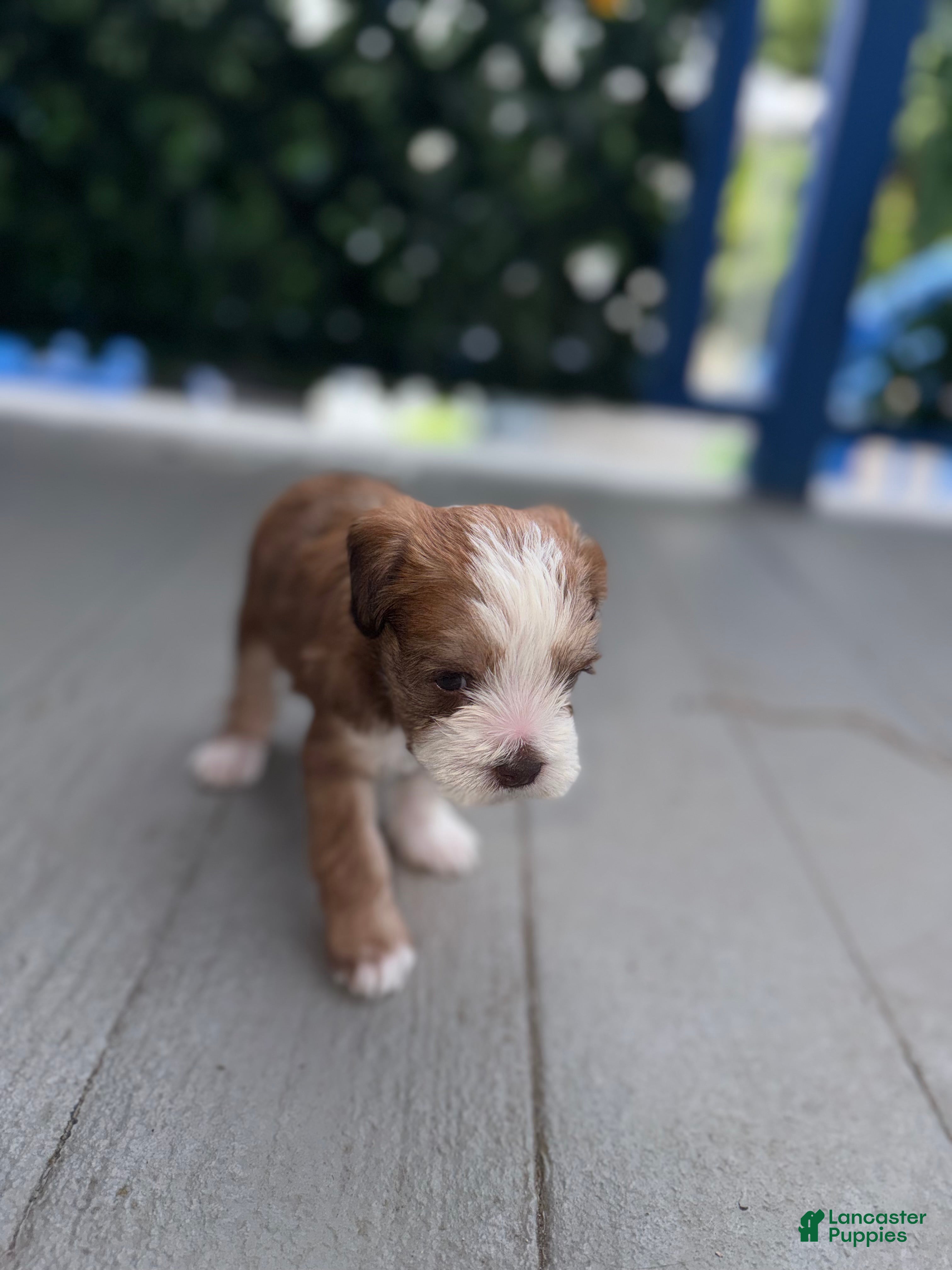 Mixed Breed dogs for sale: Bella - Ad 2