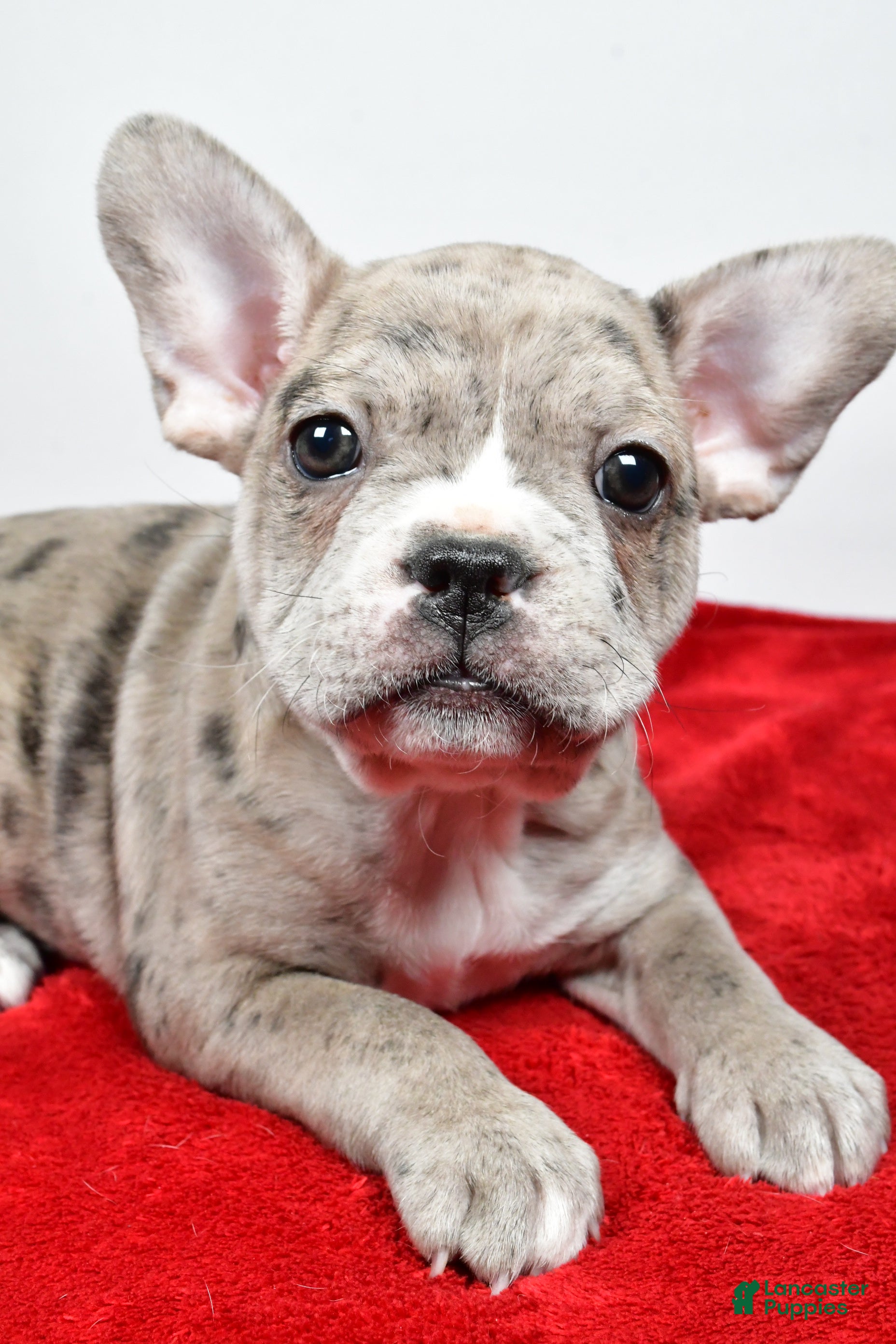 Frenchton dogs Wendy - Ad 2