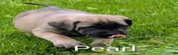 English Mastiff dogs for sale: English Mastiff Puppy 4 - Ad 3