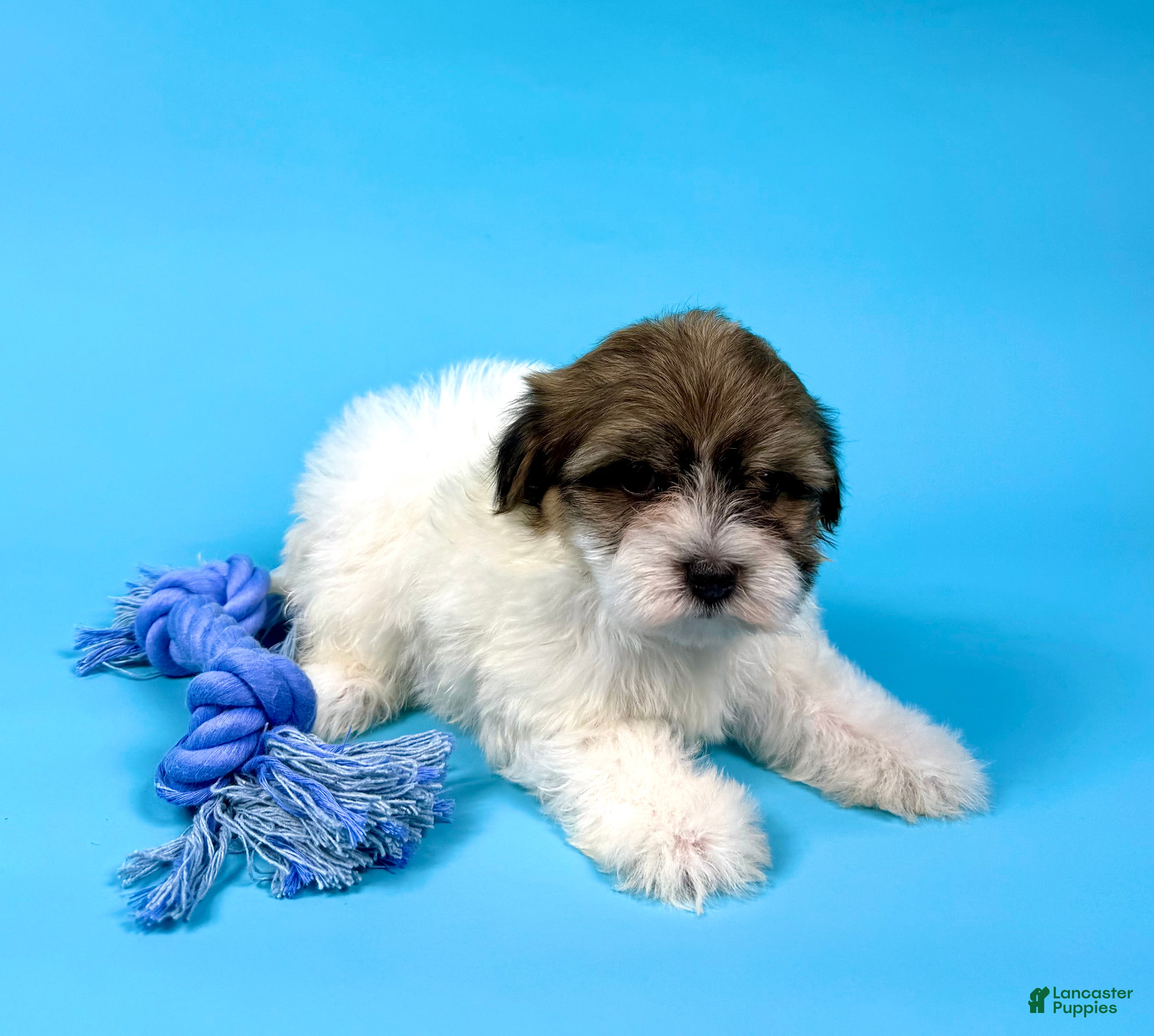 Havanese dogs VICTOR - Ad 2