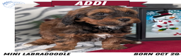 Mixed Breed dogs for sale: Addi - Ad 1
