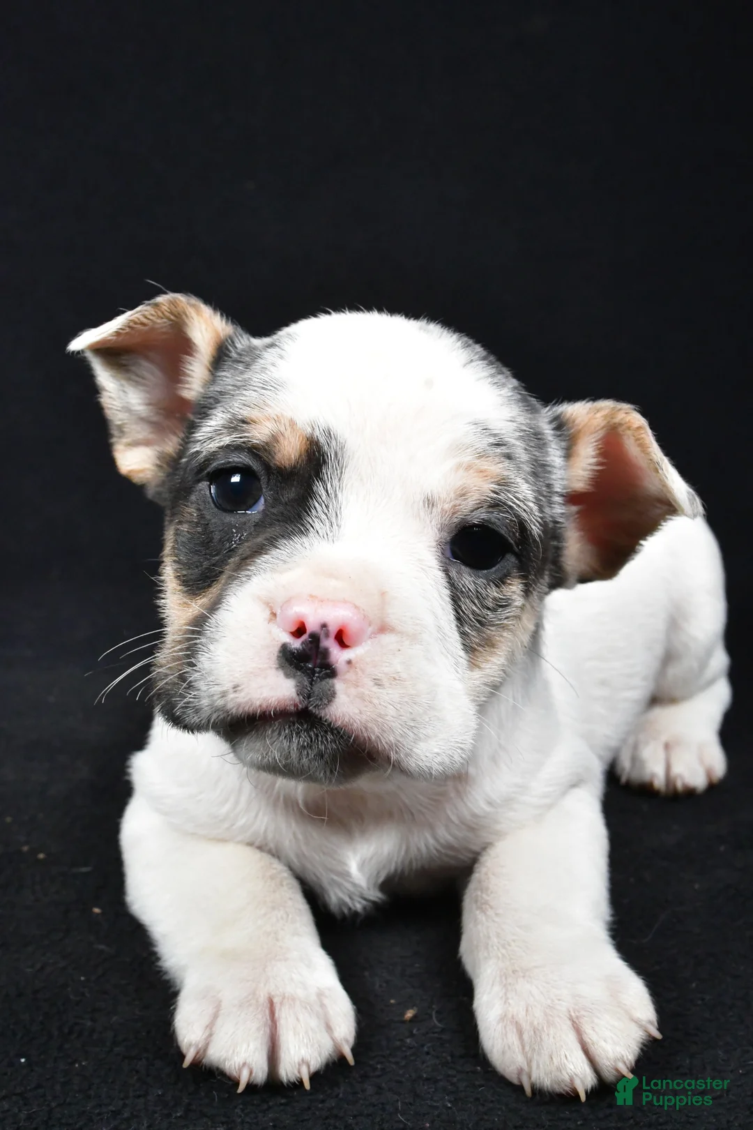 Beabull dogs for sale: Jasper - Ad 6