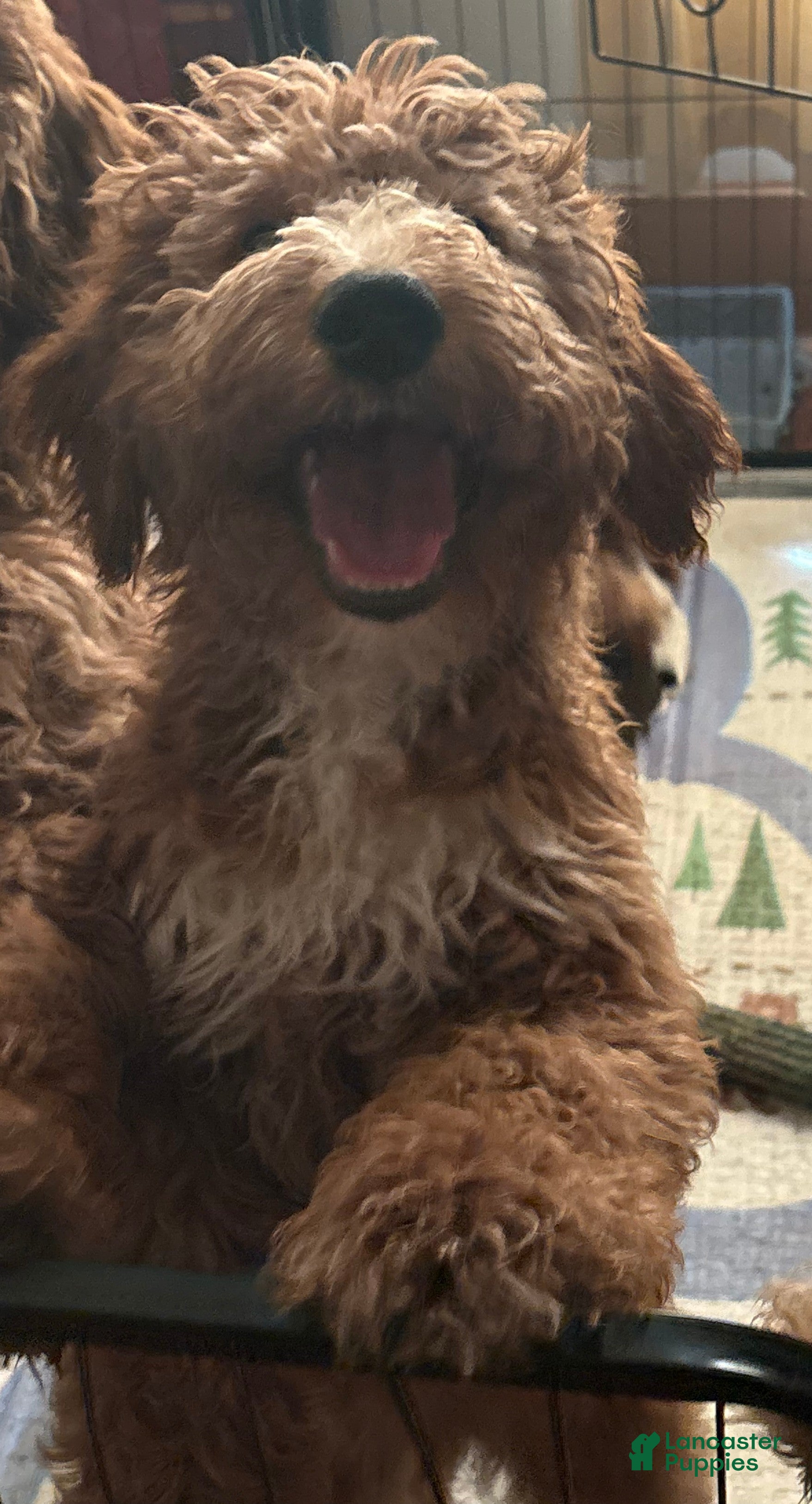 Goldendoodle dogs Turk  (Multi-gen🐕) - Ad 2