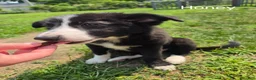 Border Collie dogs for sale: Honey - Ad 3