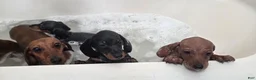 Dachshund dogs for sale: Antonio - Ad 4