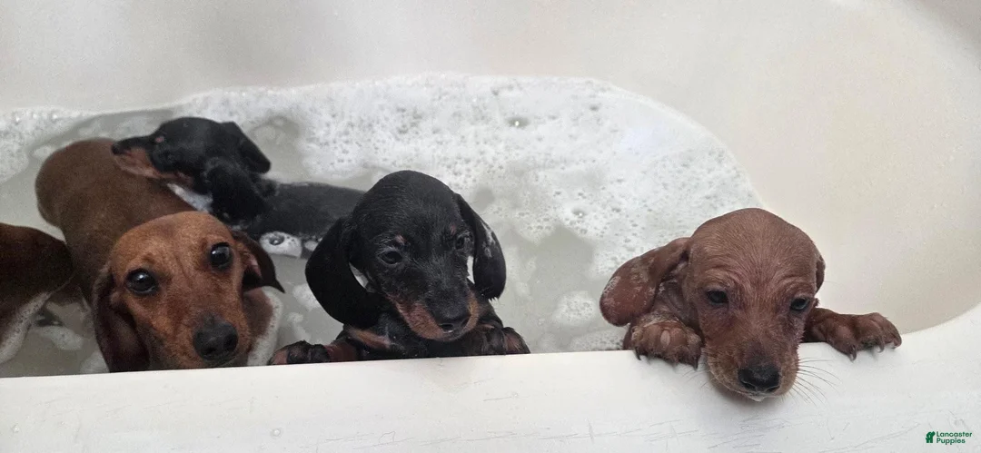 Dachshund dogs for sale: Antonio - Ad 4