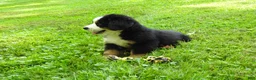 Bernese Mountain Dog dogs for sale: Max - Ad 3