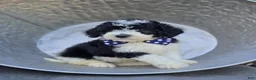 Mini Sheepadoodle dogs for sale: Tucker - Ad 1