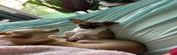 Chihuahua dogs for sale: Chihuahua Puppy 1 - Ad 1