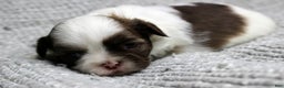 Shih Tzu dogs for sale: Erinie - Ad 3