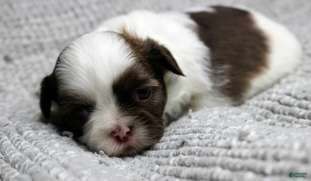 Shih Tzu dogs for sale: Spot - Ad 17